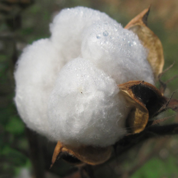 Burbank cotton, one of the 3 ingredients in a high-quality Organic Mattress