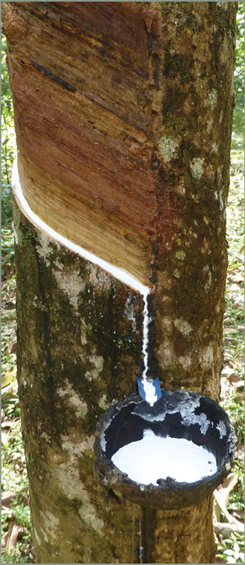 LA Los Angeles Latex Foam sap being tapped from a tree