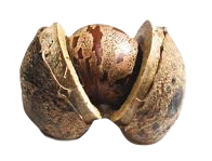 Burbank Organic Mattresses start out life as a seed that grows up into a rubber tree